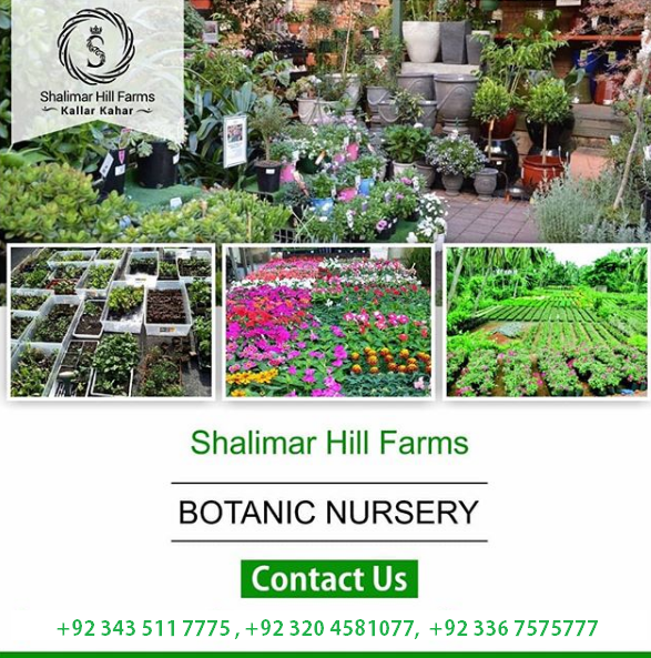 56970913_2225090701140803_7536332930507866112_n